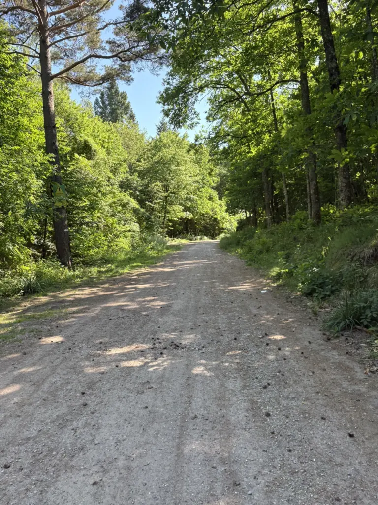 Sentier forestier menant aux ruines du château du Spesbourg.