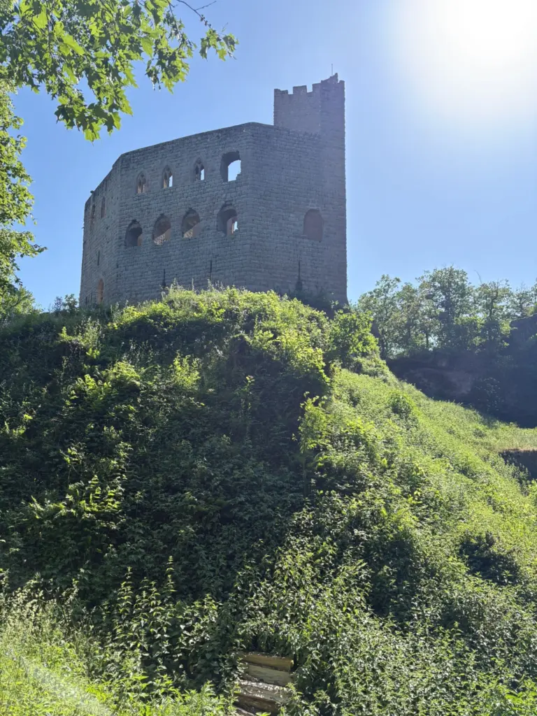 Les ruines du château du Spesbourg dominant la vallée d'Andlau.