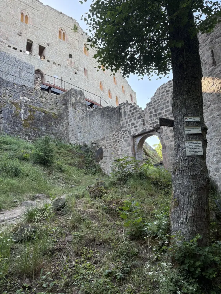 Le château du Haut-Andlau dominant la forêt avec une vue sur la vallée d'Andlau.