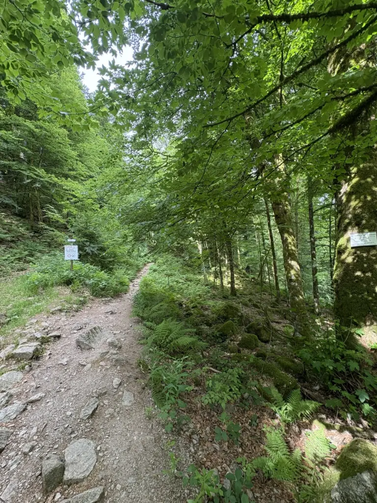 Panneau indiquant la direction du belvédère du Rocher du Lac à une bifurcation en forêt.
