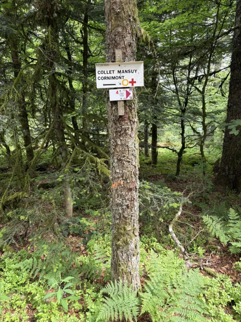 Panneau directionnel indiquant le Collet Mansuy et la descente vers le lac des Corbeaux à une bifurcation en forêt.
