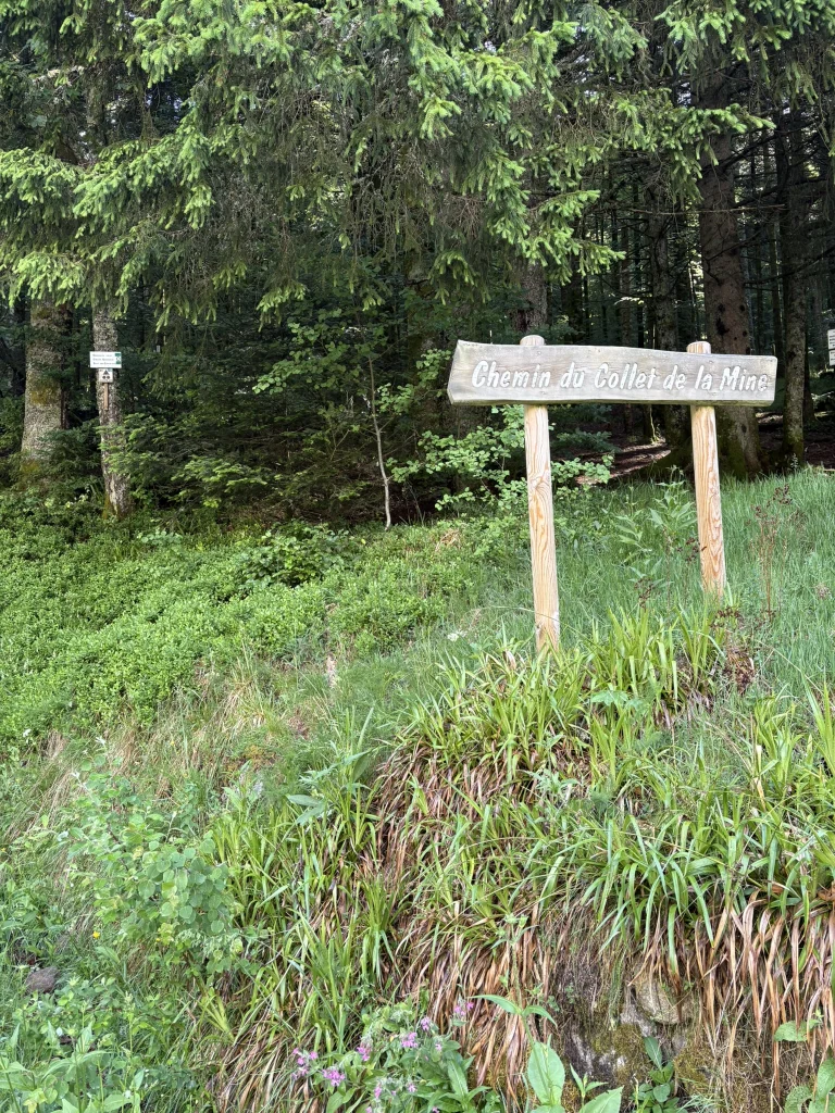 Chemin forestier menant au Collet de la Mine.