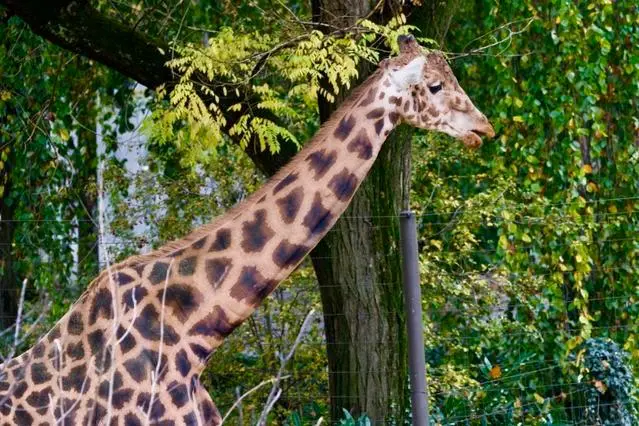 Girafe au Zoo de Bâle entourée de végétation