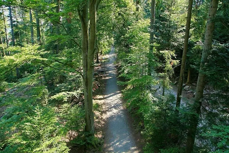 Vue sur le Sommerberg depuis le Chemin des Cimes de Bad Wildbad