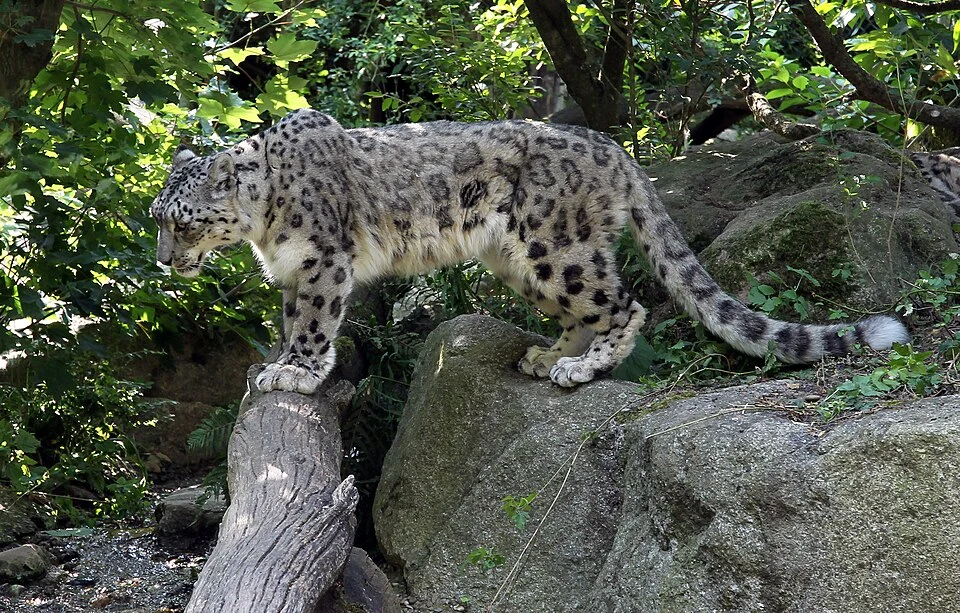Panthère des neiges au Zoo de Mulhouse
