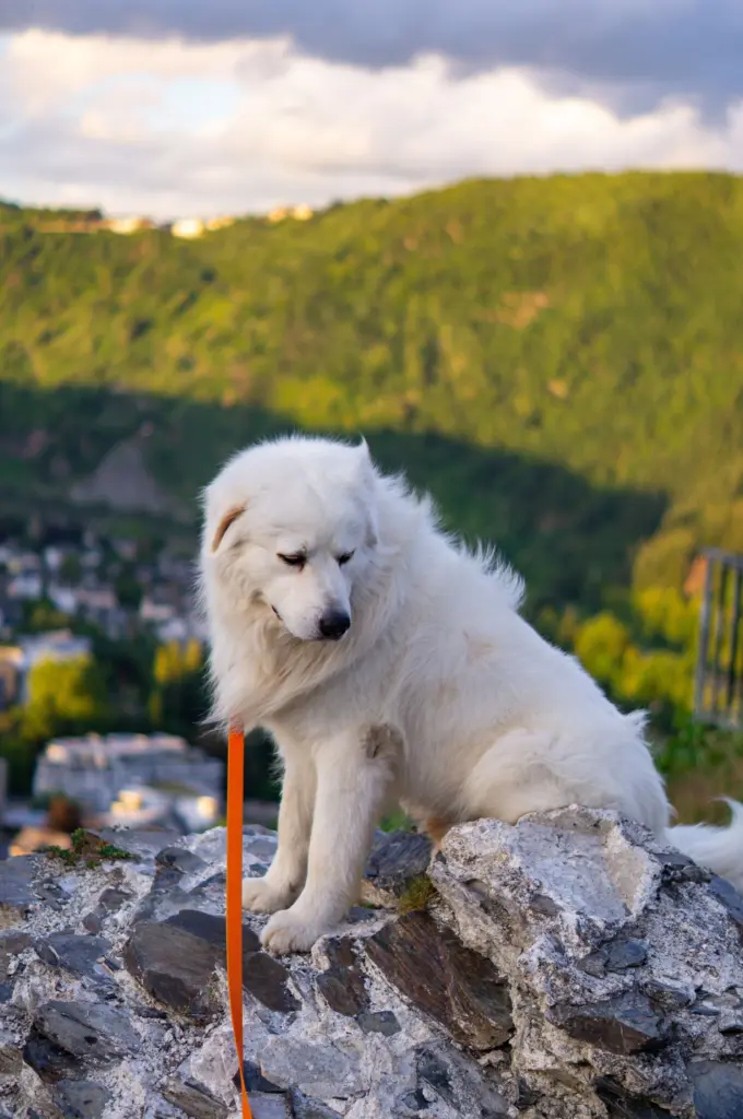 Chien tenu en laisse sur un sentier en pleine nature