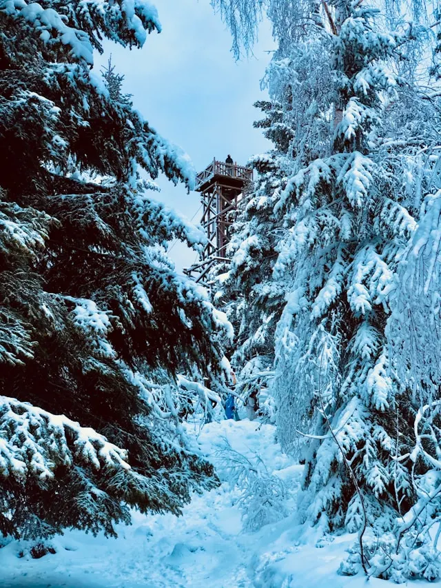Vue sur la tour de Mérelle dans la forêt de l'Urson
