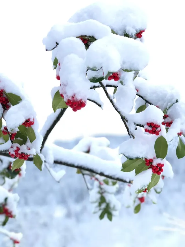 Cerisier en fleurs sous la neige à Gérardmer