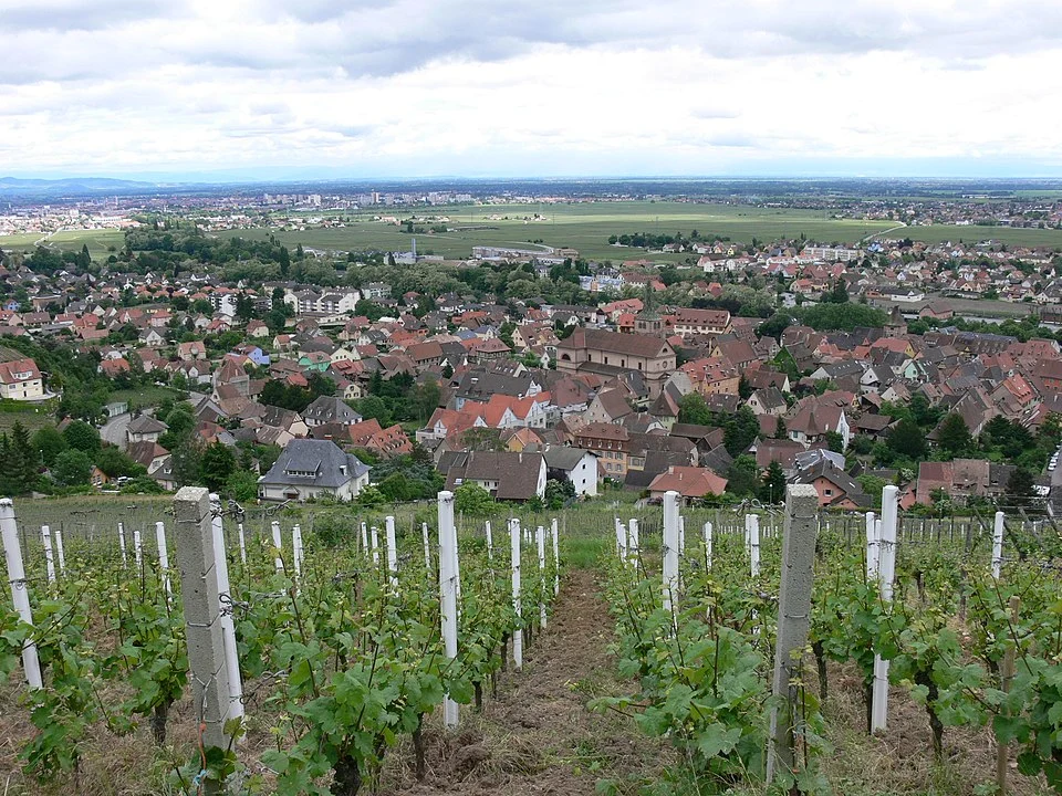 Vue sur Turckheim depuis les vignobles