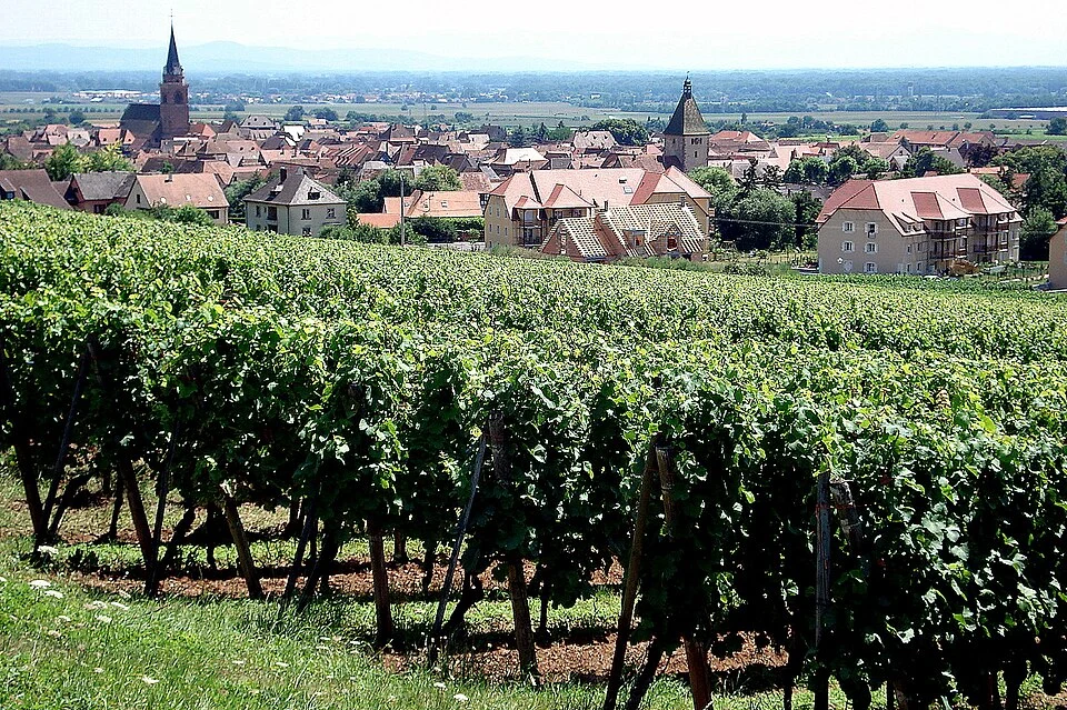 Vue sur Bergheim depuis les vignes